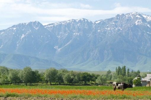 Spring in Tajikistan. Flowering poppies fields