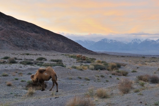 camels on the border of Tajikistan and Afghanistan