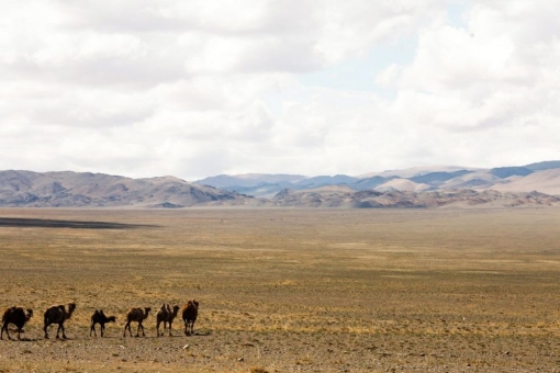 Familiarity with the culture and nature of Western Mongolia
