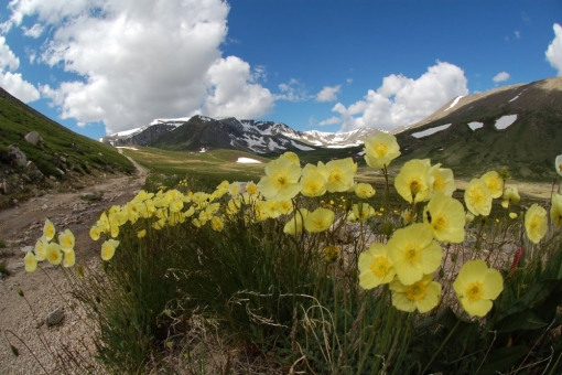 early summer on Altai range